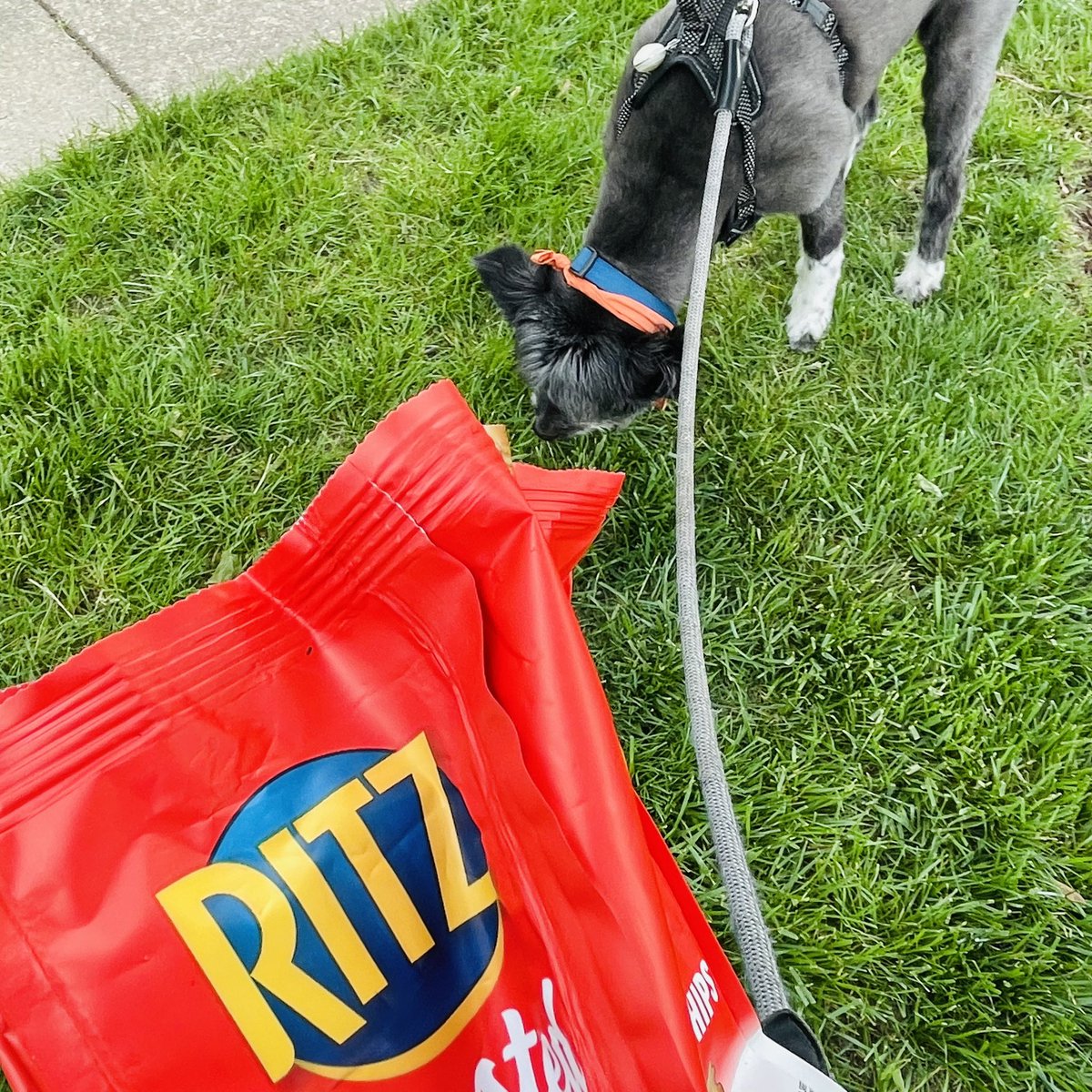 WorkforceJames's tweet photo. 3,000-day #litterchallenge Day 2,084: Sure, I’ll take a chip.

Pickup: #ChipBag

🌎🚮🗑️🐶😎✋💚 x69
#AtLeastOneaDay #OreotheDog https://t.co/O9DQcs8lnG