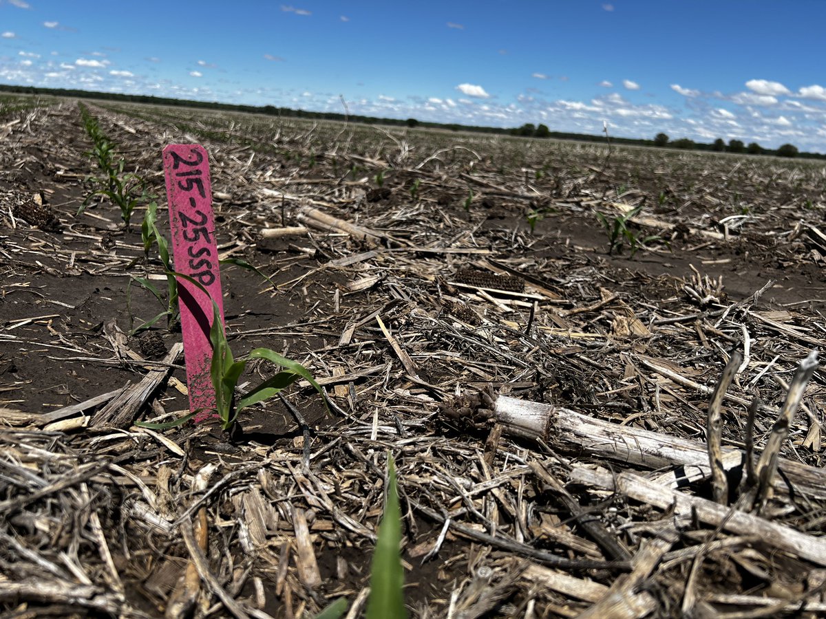Shawn McDonald (@shawn_mcdonald) on Twitter photo Evaluating food grade corn is one of the most exciting parts of my job. Looking forward to seeing these new <a href="/ChannelSeed/">Channel Seed</a> numbers in a tortilla chip bag! Evaluating food grade corn is one of the most exciting parts of my job. Looking forward to seeing these new <a href="/ChannelSeed/">Channel Seed</a> numbers in a tortilla chip bag!