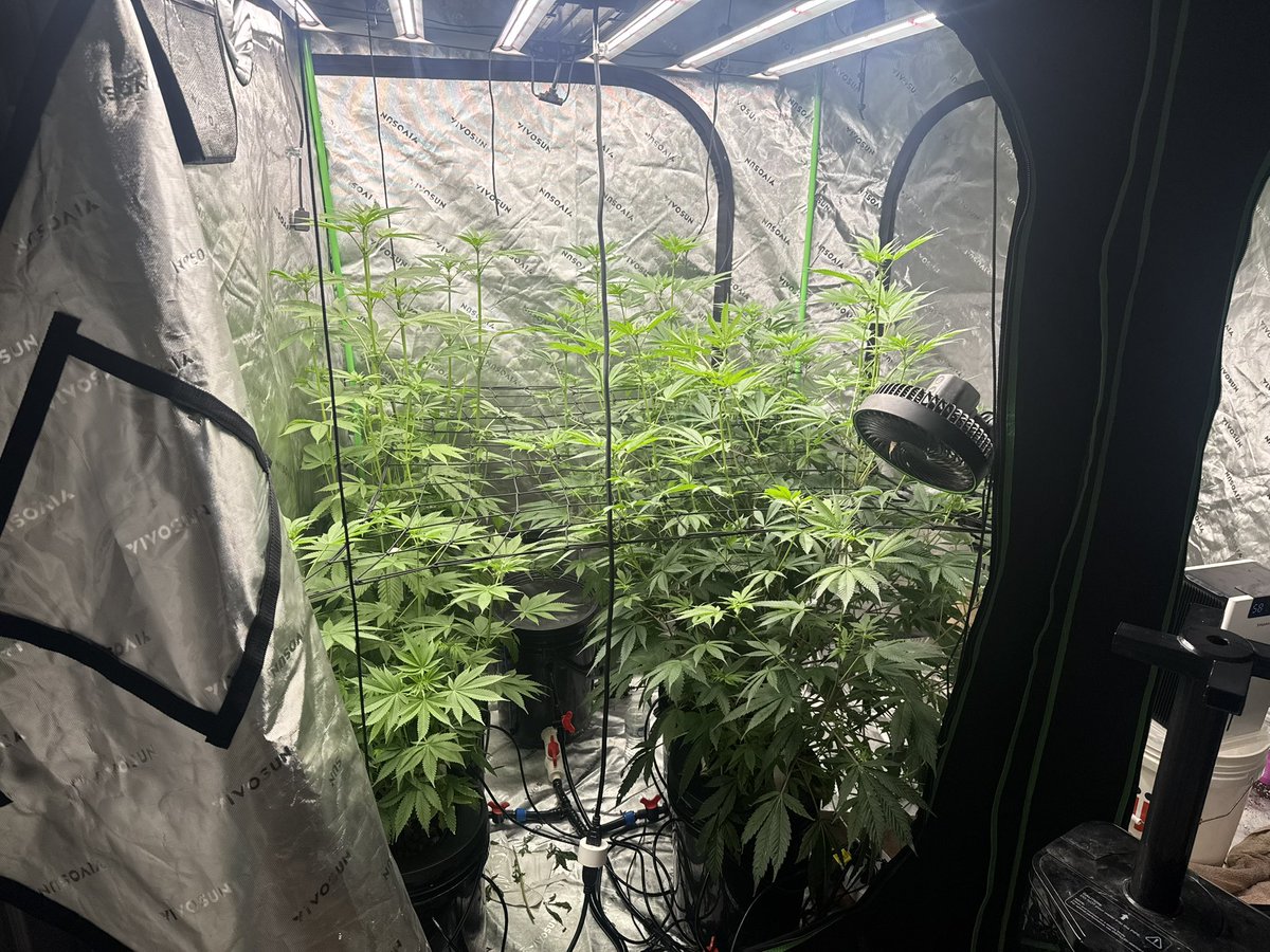 Front right is Fired Up from <a href="/Genetics101va/">GENETICS 101</a>  front left is a bag seed from Floozie by Pure Ohio Wellness. back left is Nanaz Back right is Red Hot Glue both from <a href="/Titan_SQ1/">Titan</a>  sister company Robin Hood Seeds. 
First full rdwc run going nice week 3 of flower the stretch was real for