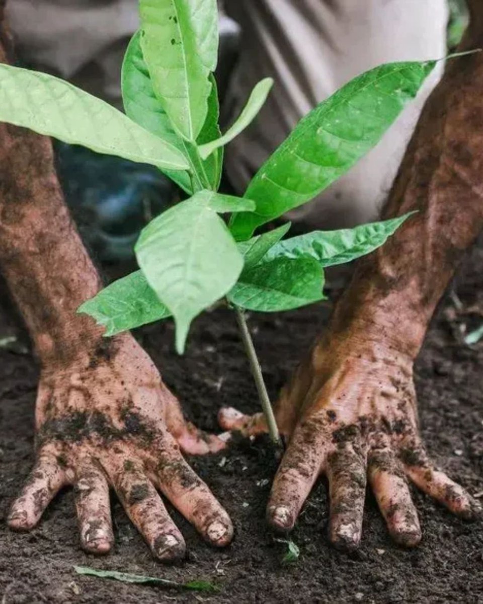 Cocoa farming best practices towards 2030🌱

1. Make cocoa farming a long-term profession 👩🏽‍🌾

2. Focus on climate resilience 🌏

3. Balance production with preservation 🍫

Learn more👉 lukerchocolate.com/en/knowledge-b…

#Agroforestry #SmartAgriculture #LukerChocolate #BetterChocolate