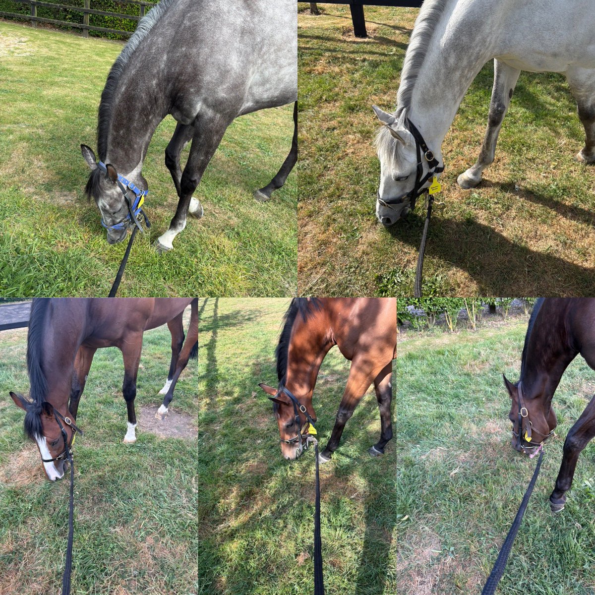 MissKerry13's tweet image. Monday evening stables ☀️ The 5 lovely horses I look after, getting their heads down and enjoying a pick of grass 😍 #HappyHorses #2025Season #VarianStable #FutureWinners #Summer #Horseracing #Welllookedafter 🐎🤩