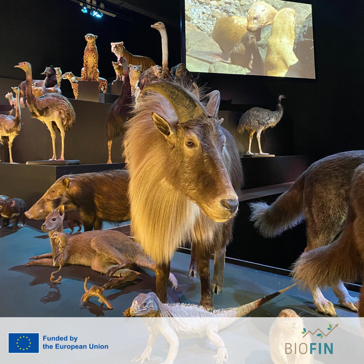 🌍The BIOFIN-EU Plenary Meeting is underway in the Netherlands, uniting 13 partners from 10 countries!

We kicked off with a visit to Naturalis Biodiversity Center—fossils, #biodiversity insights &amp; a warm welcome.

🙏Thanks to Naturalis for hosting us!

<a href="/HorizonEU/">Horizon Europe 🇪🇺</a> <a href="/REA_research/">European Research Executive Agency</a>