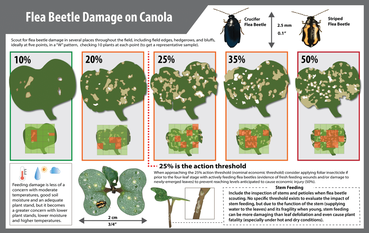 BrettYoungSeeds's tweet photo. Flea beetle feeding is pretty well a guarantee, but use this guide to see if further action is required to manage the damage caused by them: https://t.co/RtgH71mWdP https://t.co/LObwkR0czc