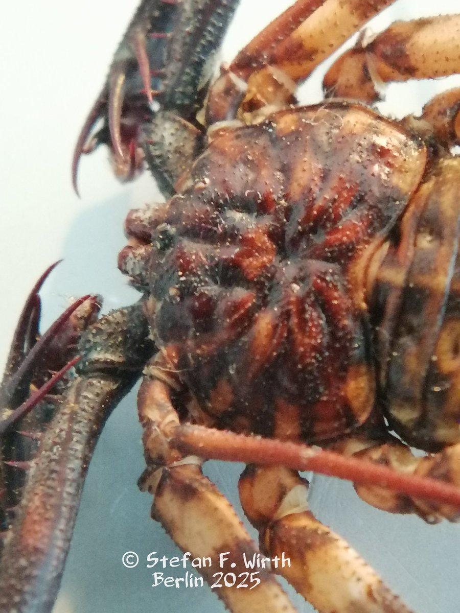 wirthstef's tweet photo. On the #biology and #distribution of Amblypygi, on the #crypticdiversity in #Damon #variegatus and other #species.
#Whipspiders (#Amblypygi) live worldwide, mostly in subtropical and #tropical areas, where they generally prefer #habitats with higher moisture content. Amblypygi are morphologically adapted to seek refuge in cracks, crevices, or under tree bark. Their very flat body and their ability to move both sideways and forwards help them reach their hiding places and there even move around. Whip spiders are nocturnal and therefore hide during the day. They hunt other arthropods, provided they are large enough to be overpowered.
Amblypygi, which together with whip scorpions form the monophyletic clade #Pedipalpi, have #evolved their #pedipalps into a prey-capturing organ. The distal pedipalp section is folded against the proximal area. Additionally, the pedipalps are armed with spines and tooth-like cuticular projections. If we want to compare it to human behavior, the prey is thus "seized" in a "headlock." Due to the morphological modification of the pedipalps, they are no longer well-suited as tactile organs. A further series of evolutionary modifications has led to the evolution of the first walking #leg into a greatly elongated #tactileorgan.
Contrary to the typical locomotion of arachnids, Amblypygi #walk on three pairs of legs instead of four. The first pair of legs, which has been modified to function as a sensory leg, is no longer able to stabilize the body due to its elongation and delicate, flagella-like structure. Similar to the pedipalps of other members of the Achachnida, the #firstpair of #legs, is used to explore the environment with the help of sensory organs located on its surface. These organs are mainly chemosensors and organs that can detect air movements and bending of the chitin skeleton (chemo- and mechano-#sensors). Whipspiders do, unlike whip scorpions, not posses any poisons or defensive chemicals. Amblypygi are therefore harmless to humans.
My recent photos show a dried #specimen of the species Damon variegatus, which I kept in a terrarium for years and which died around 2014. My 2010 video recordings of the animal during its lifetime with a conspecific are linked under References.
The species Damon variegatus is of #biological interest, because it belongs to a monophyletic #cryptic #speciesgroup. Cryptic species are characterized by the fact that they are at first difficult to distinguish from one another, but can be defined as different species by obtaining additional characters. The authors L. Prendini, P. Weygoldt & W. C. Wheeler (2005) comparatively studied populations assigned to D. variegatus with regard to #matingbehavior and spermarophore #morphology.
In addition, #moleculargenetic data were collected, namely DNA sequences from loci of three genes in the nuclear genome (18S rDNA, 28S rDNA and Histone H3) and three genes in the mitochondrial genome (12S rDNA, 16S rDNA and Cytochrome Oxidase I). Only the genetic evidence differentiated populations from the west of the Kalahari sand system from those from the east. The authors described the new species thus discovered as Damon #sylviae.
The widespread nature of cryptic diversity within nominal species in the #Arachnida is mentioned in the paper by F. Reveillion et al. (2020), who point to cryptic complexes in scorpions and Araneae, but in their own work studied species of Amblypygi, namely the three morphospecies Heterophrynus alces, H. batesii, and H. longicornis. The authors identified cryptic diversity within these nominal species based on molecular data, namely using cytochrome oxidase 1 (COI).
© #StefanFWirth Berlin 2025
Recerences:
Lorenzo Prendini et al. (2005). https://t.co/skZS3xTXKQ
Florian Reveillion, er al. (2020). https://t.co/dqORRrK79v
Video S. F. Wirth (2010):
https://t.co/7xHkZhx76i
Photos:
Damon variegatus, © S. F. Wirth Berlin, 2025