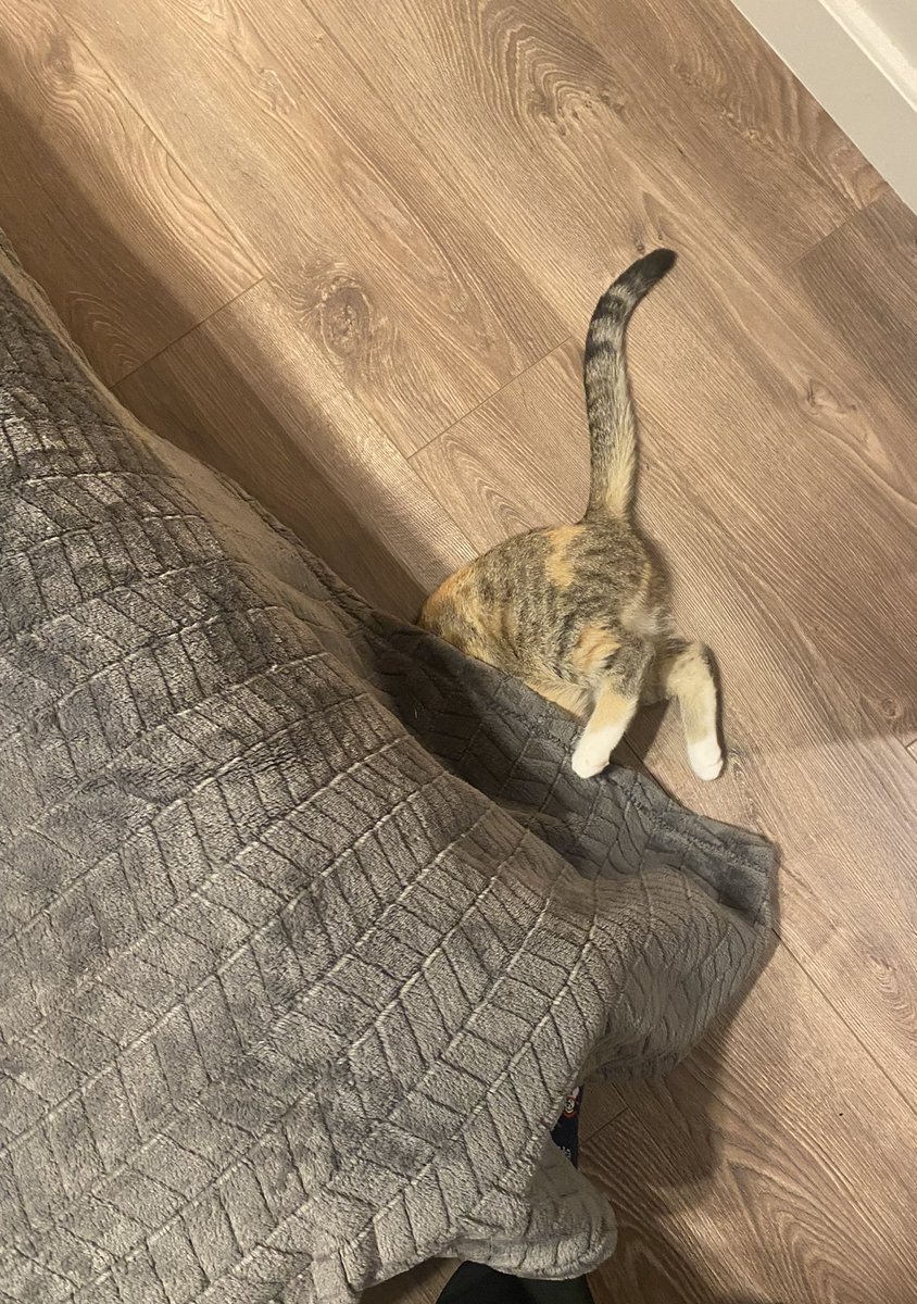 nedaaydin's tweet photo. @minnos_oglan 🐈 https://t.co/eoZIeIFXRr