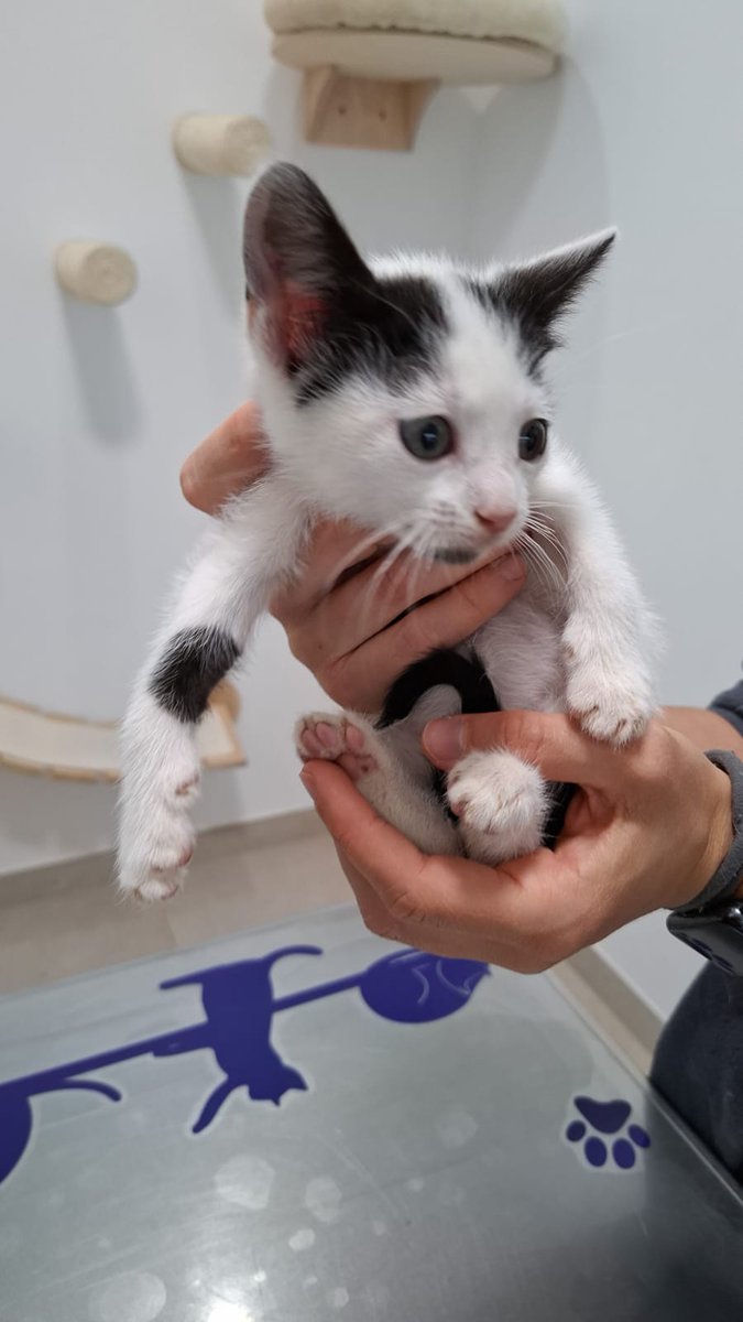 4cats tweet media