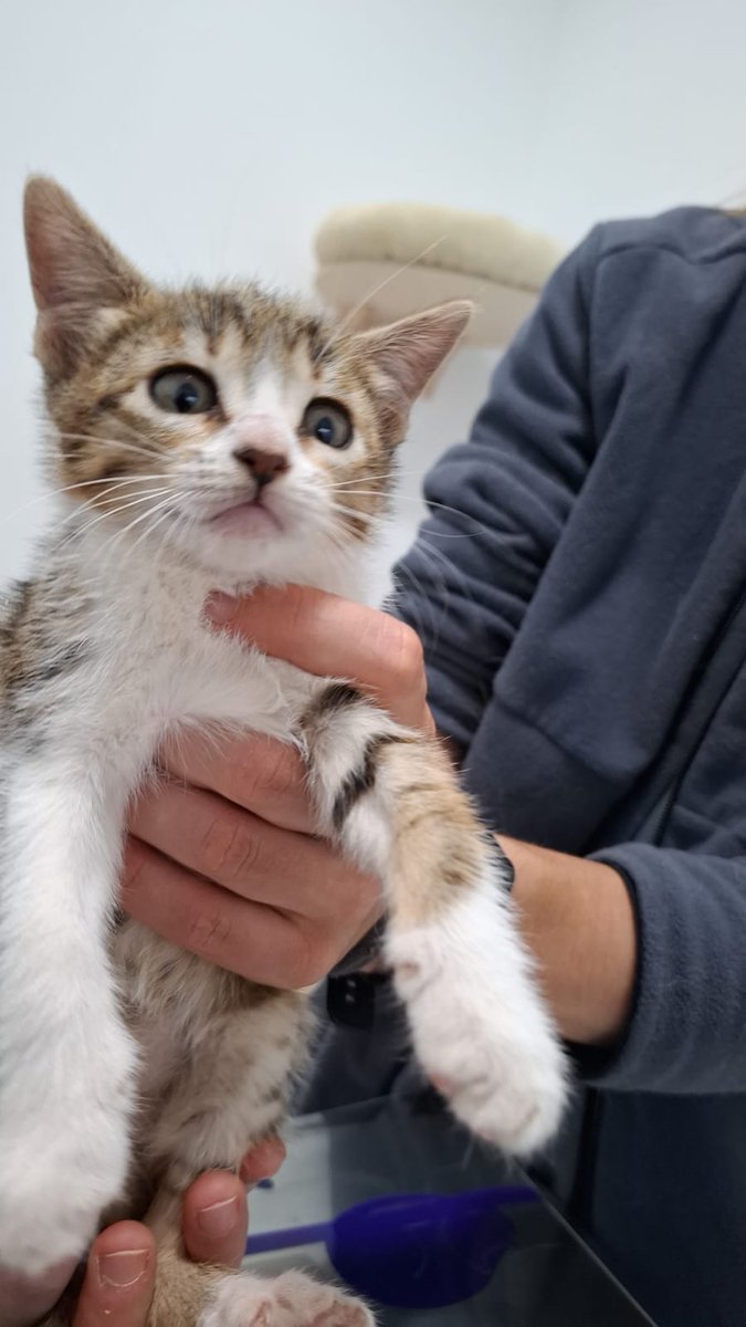 4cats tweet media