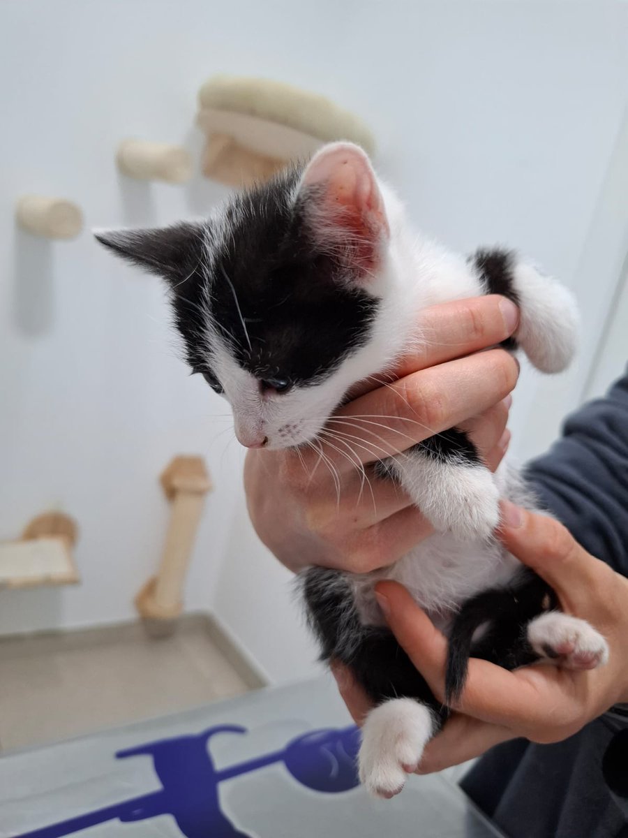 4cats tweet media