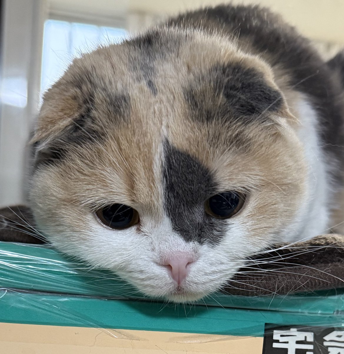 おはよーだんごちゃん！早起きあ～眠いのです。