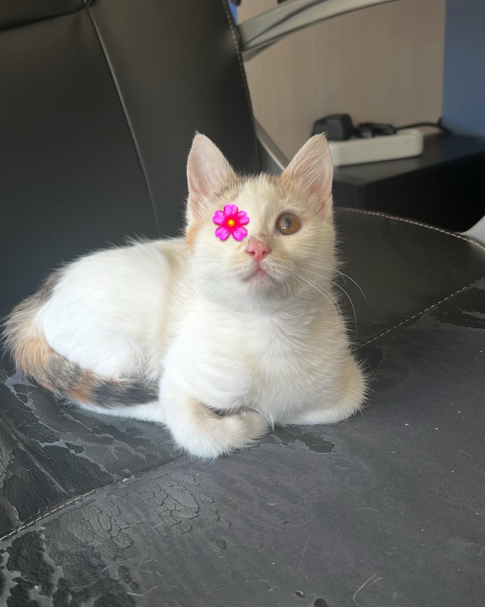 ‼️ENGELLİ CANLARA ÖNCELİK‼️Firuze’yi kimse sormadı. 3 aylık dişi, iç dış parazit uygulaması yapıldı. Tek gözü malesef görmüyor. Gözü kısırlaşırken alınacak. Masrafları tarafıma aittir. Diğer kedilerle arası çok iyi, yuva arıyorum. 
Ankara/05529405853