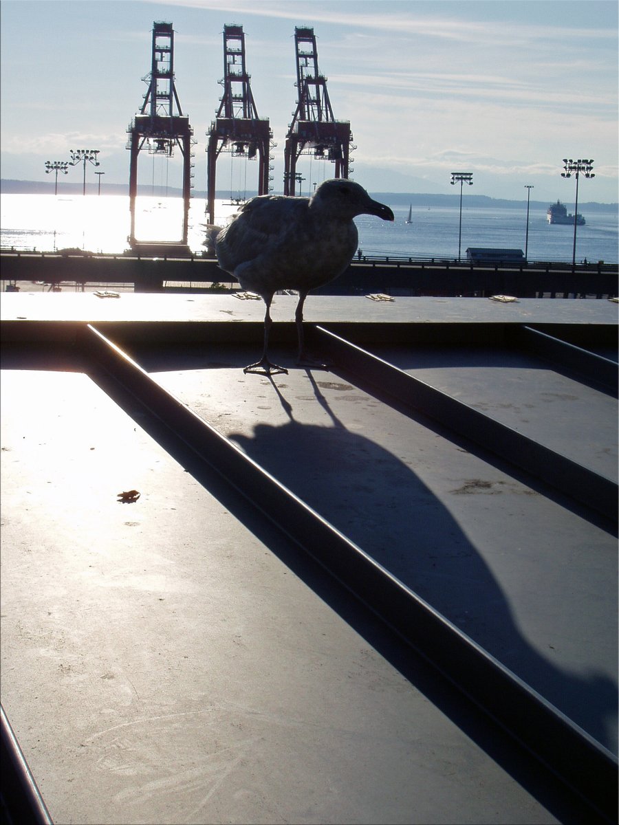 "Seagull and Three Cranes"

Seattle, summer 2005.

#ArtistOnBsky #photography #photos #EastCoastKin