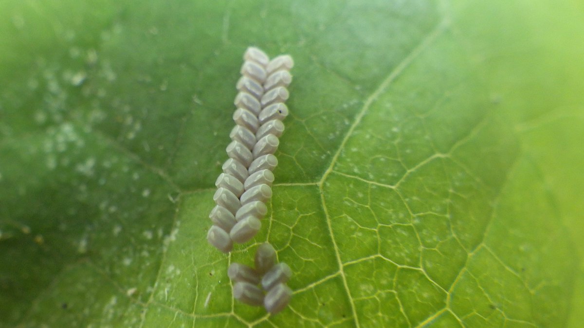 JBernard's tweet photo. #Plataspidae #eggs  #ecuador #portoviejo https://t.co/YlBSGnpFpS