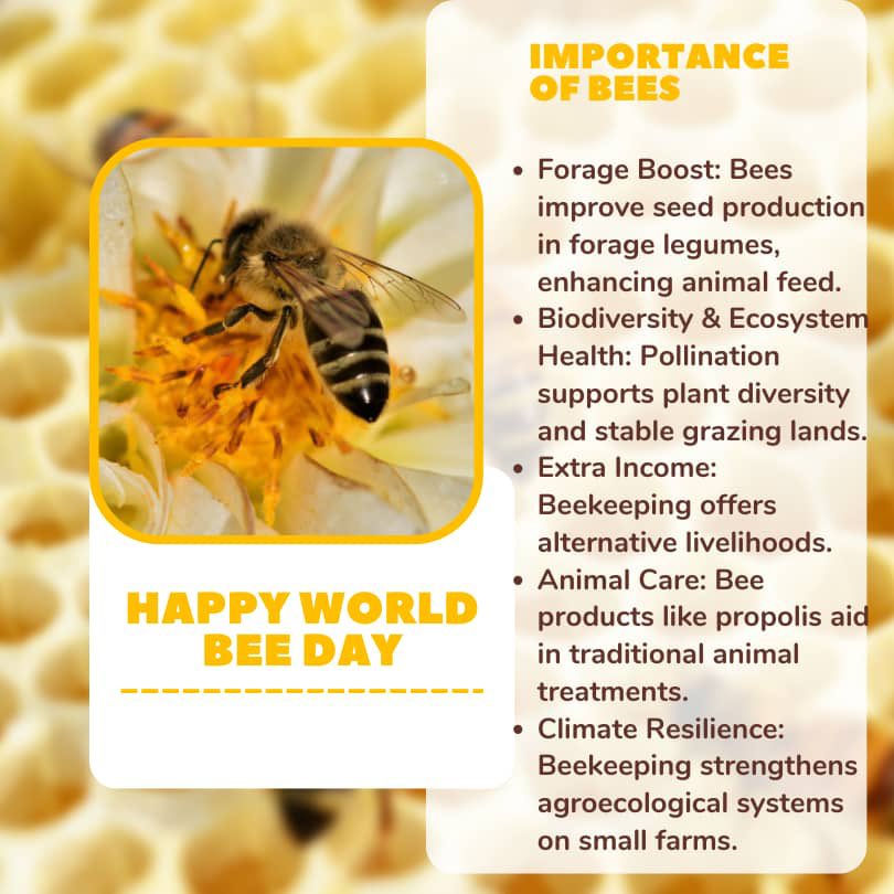 🐝 On #WorldBeeDay, we’re reminded to bee inspired by nature to nourish us all. 

Bees support animal resources by boosting forage crops, sustaining ecosystems, and offering alternative incomes. 

Protect pollinators, protect livestock. 

#BeesForLivestock #PollinatorsMatter