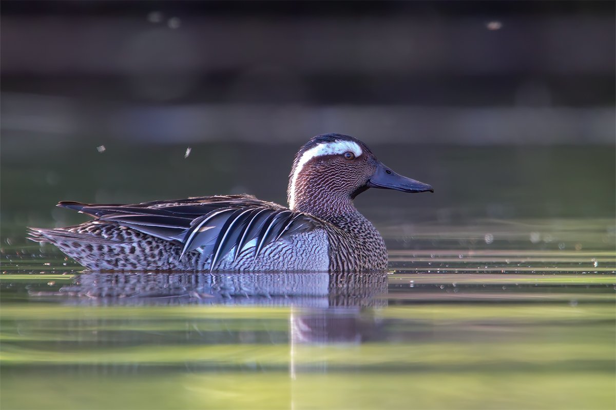 Iepriekš publicētās lidotājas vīrs ...