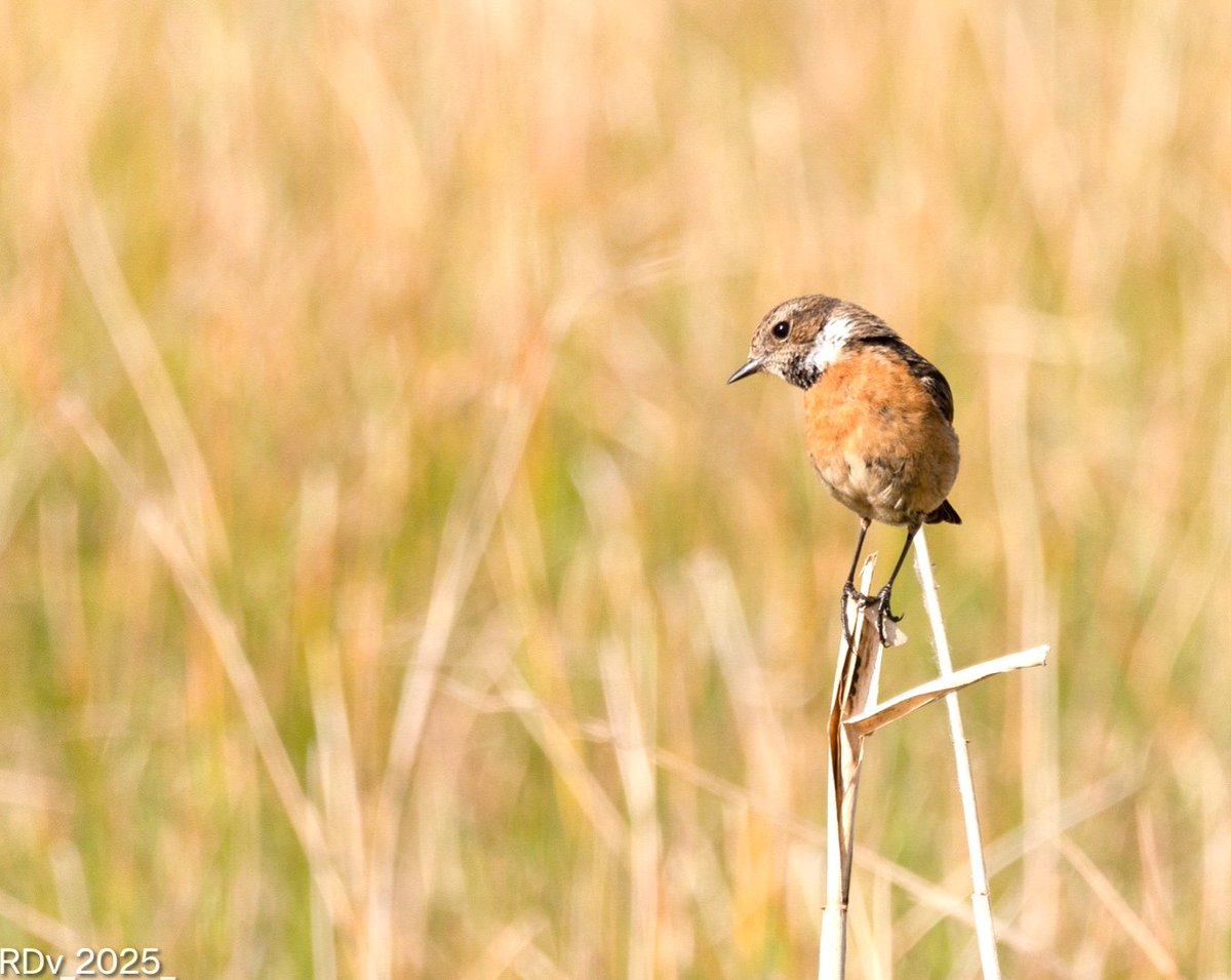 Rosie (@rosie_52) on Twitter photo Stonechat
Kildare
#stonechat #birdphotography #birdwatching #birdlovers #birds #BirdsOfTwitter #BIRDSTORY #BirdsUp #wildlifephotography #nature
#kildare #NatureBeauty
<a href="/ThePhotoHour/">#ThePhotoHour</a> Stonechat
Kildare
#stonechat #birdphotography #birdwatching #birdlovers #birds #BirdsOfTwitter #BIRDSTORY #BirdsUp #wildlifephotography #nature
#kildare #NatureBeauty
<a href="/ThePhotoHour/">#ThePhotoHour</a>