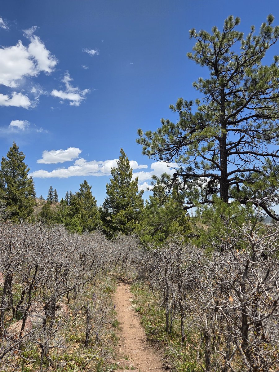 ViewFromTrails's tweet photo. A View from the Trail...🌲👣🌲

#❤️☮️🌐👣✌️
#🇨🇦🇲🇽🇪🇺🇺🇦🫶
#TrailRunning
#Mountains
#Colorado
#HugTrees
#☮️🌲☮️ https://t.co/2EiCPrObqf