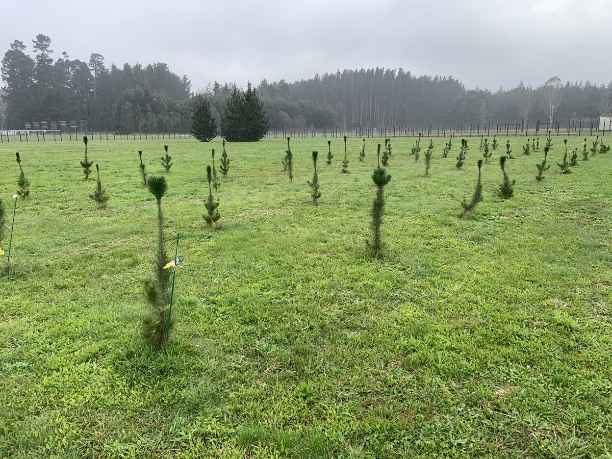 Scion has launched NZ’s first field trial of gene-edited #conifers using CRISPR technology!

We’re testing how gene editing can boost #timber quality &amp; create high-value bioproducts for a low-emissions #bioeconomy.

🔗 Full release: lnkd.in/ggANtRiE