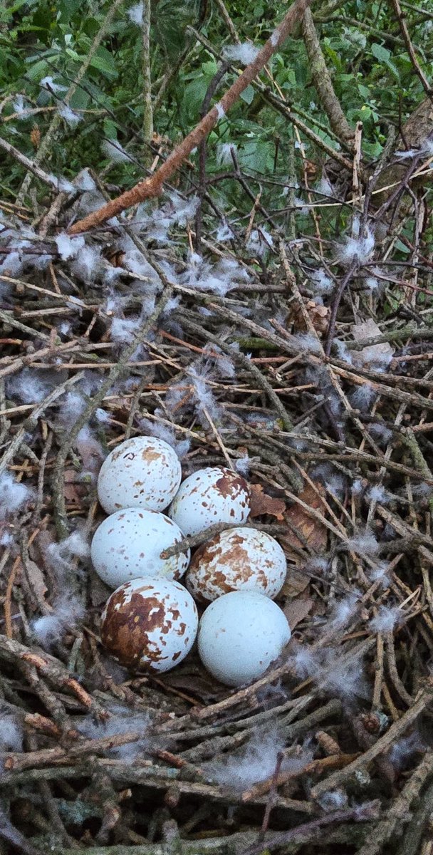 Sparrowhawk located to be monitored by <a href="/NestingUpNorth/">NestingUpNorth</a> today 👌
