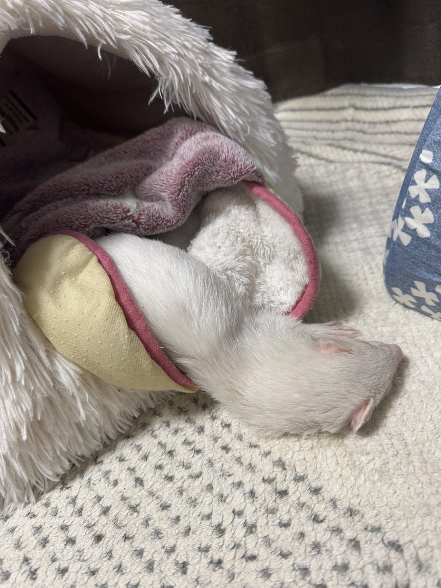 祖母が入院とのことで、急遽地元へ帰省することに

帰る時間のこっちゃんは溶けてました

体調は快復に向かってるとのこと

#フェレット
#フェレットのいる生活
#ferret