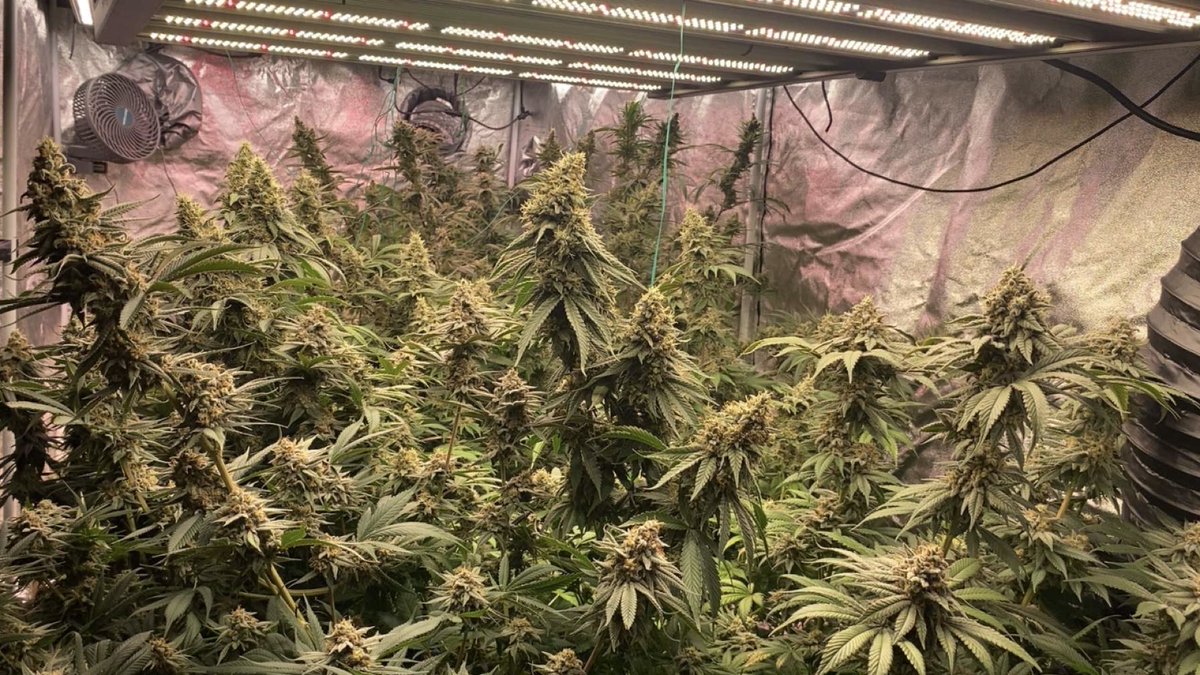 J Baked tweet media