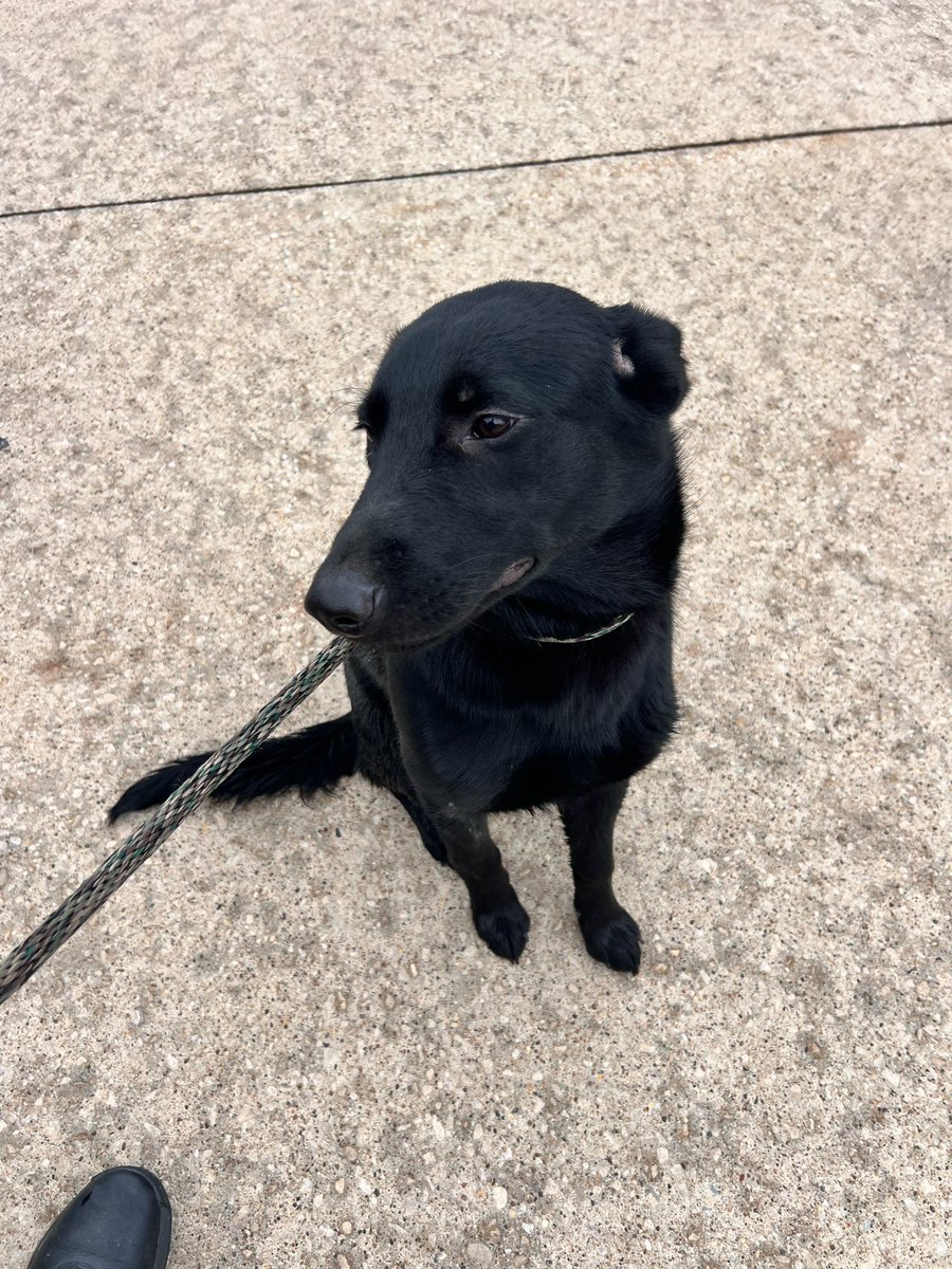 🐶 Found Dog in Johnston!

This sweet, friendly female pup was found at the Johnston Little League fields. Clearly loved — we know someone’s missing her!

📞 Call Public Works (515-278-0822) before 4 PM or JPD (515-278-2345) after 5 PM.

Let’s get her home! 💙🐕