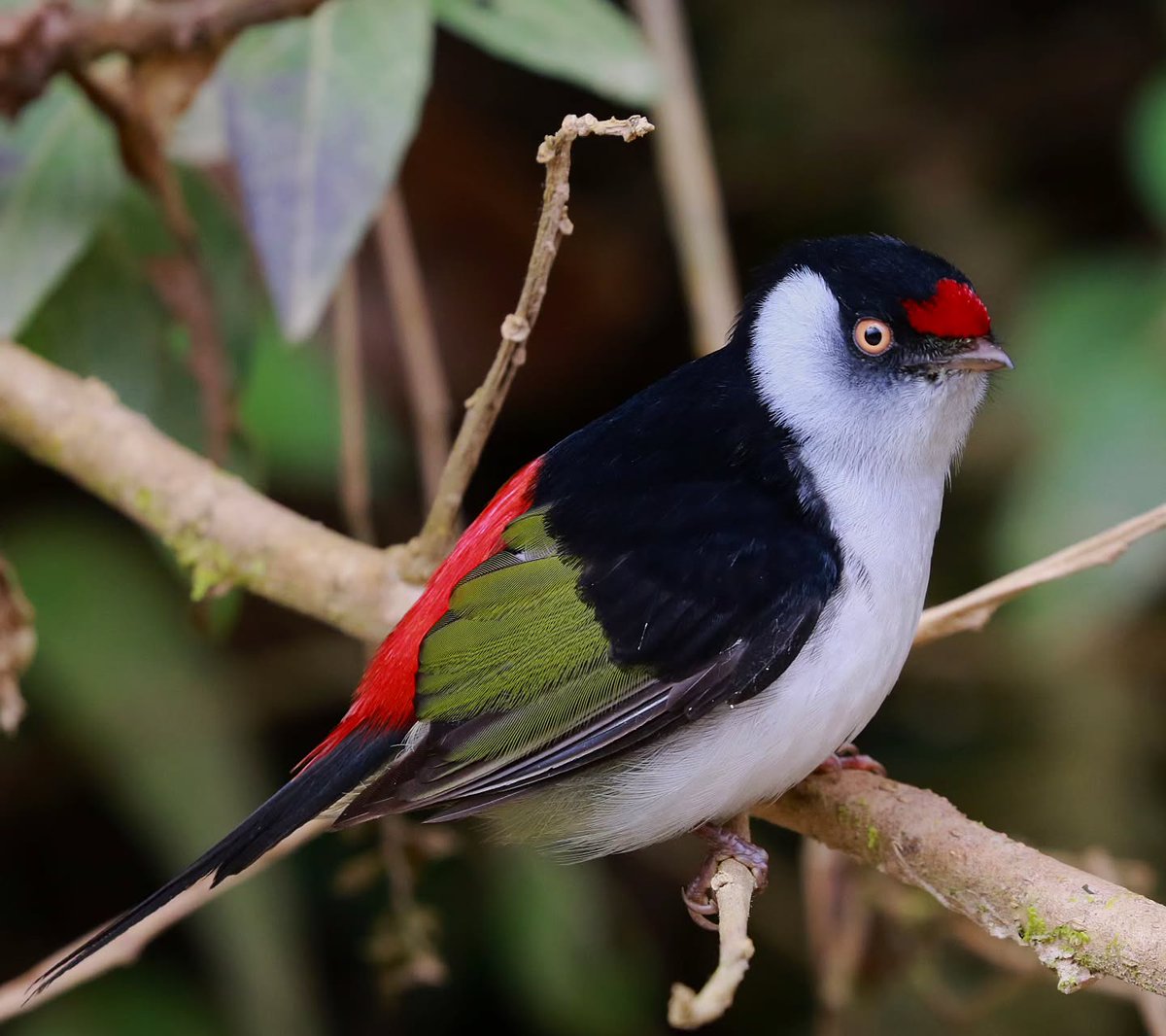 Pin-tailed manakin

📷 lindolfosouto (Instagram) ©️

#nature 
#birds 
#wildlife 
#NatureBeauty