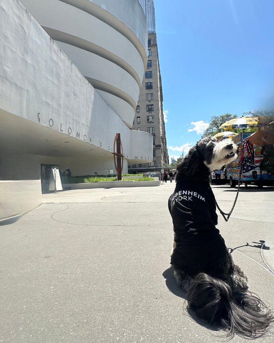 Some come for the art, some for the architecture, and others come to paws and reflect 🐾 Kinsey’s already scoped out the best photo ops and in official Guggenheim merch, of course. Now it’s your turn—see what’s on view at the Guggenheim!

#Guggenheim_NewYork #NYCdogs #MuseumDog