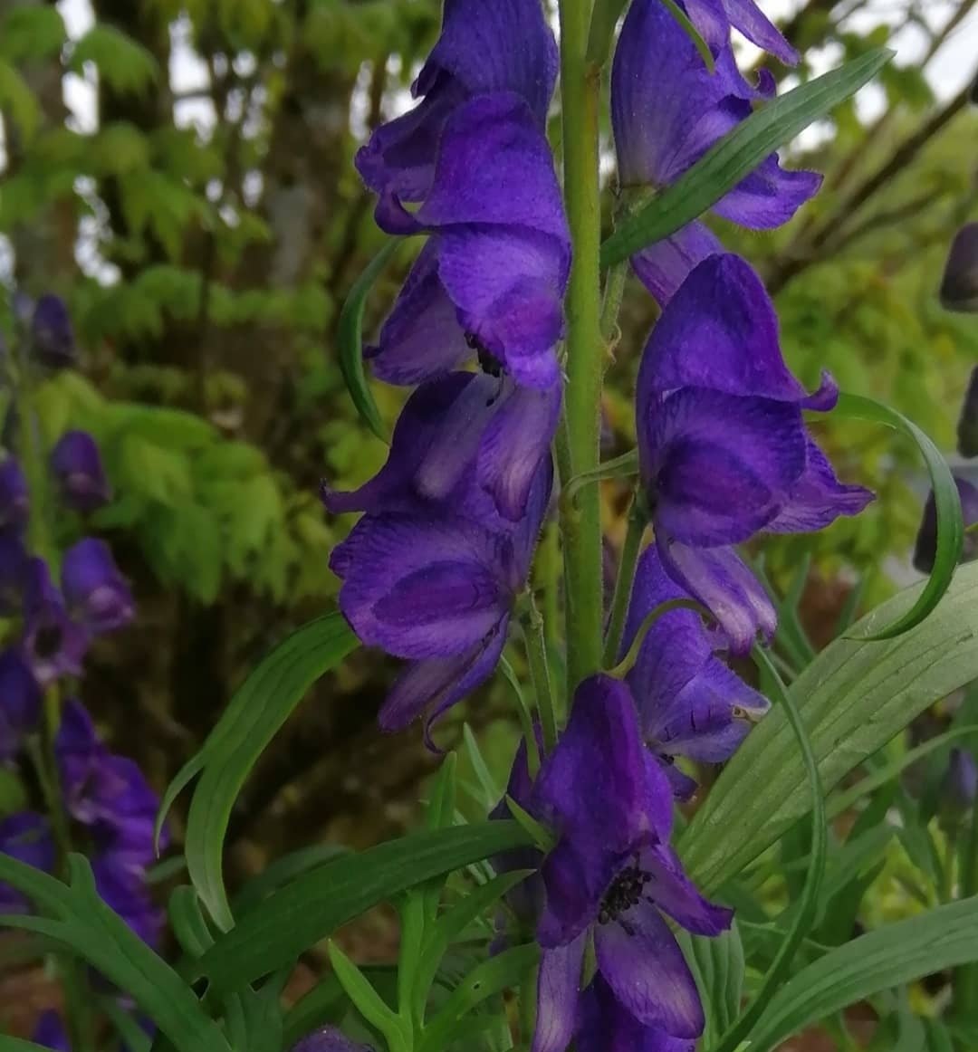 Apartments at Ballinsheen House & Gardens (@maryballinsheen) on Twitter photo A few favourites ๐๐๐ค
#gardenshour with <a href="/GardensHour/">GardensHour</a> ...
May a favourite month .so much happening in the gardens ๐ฑ๐ฟ A few favourites ๐๐๐ค
#gardenshour with <a href="/GardensHour/">GardensHour</a> ...
May a favourite month .so much happening in the gardens ๐ฑ๐ฟ