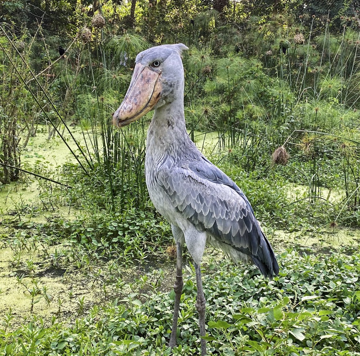 This week's Rattlecast prompt was to write a self-portait as an "odd bird." I wrote a tetrameter sonnet after this guy. 

Next week: Write a poem set in a garden you’ve only been to once before and include a metaphor.