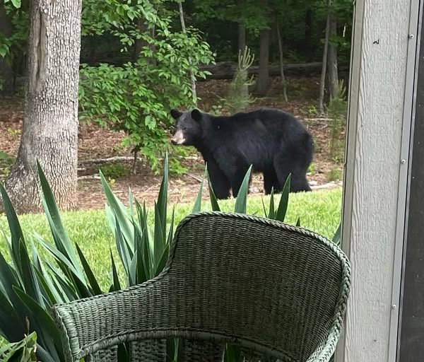 cjwalters66's tweet image. Yogi Bear came for a visit and stole one of my birdfeeders last week. Jack the Cat alerted me to his presence with some hisses. Jack is very upset that the birdfeeders have come down and the birds aren't visiting him anymore.