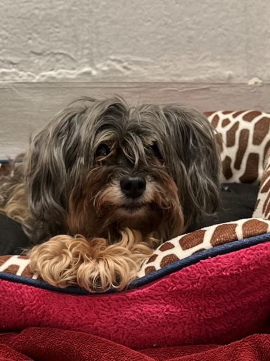 PetfindToronto's tweet image. #DUNN #KING  Pls RT2unite #FOUND #DOG- 17-May-25 #Toronto Animal Services A1007429 #NORTH 416-338-8723 TAN BLK #YORKSHIRETERRIER F/13Yr