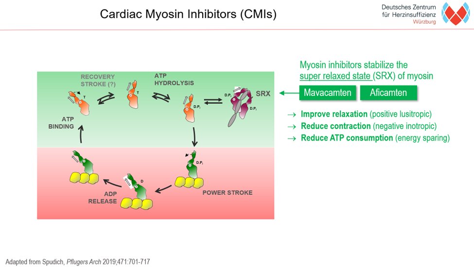 cardiomet_CE's tweet photo. 15b) #SRT⬇️O2 consumption ➡️⬆️mechanical efficiency of the #LV. This can now largely be achieved medically with cardiac myosin inhibitors #CMIs that stabilize the "superrelaxed state" #SRX of myosin. This SRX is not so well achieved in the pt with #oHCM. https://t.co/axTvkuT6Au