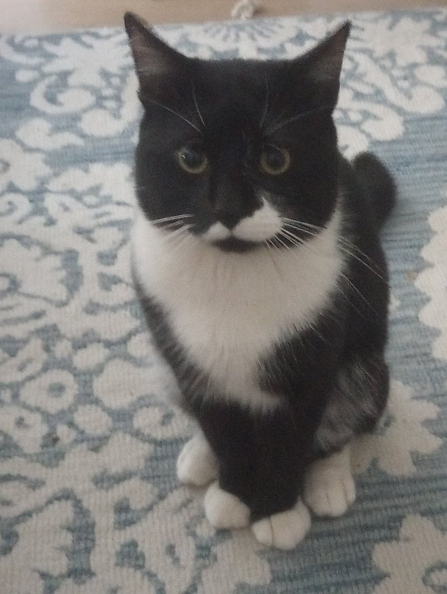 bouba_pixel_bug's tweet photo. @hourly_shitpost Ur mom my cat on a rug https://t.co/cekUmxi22P