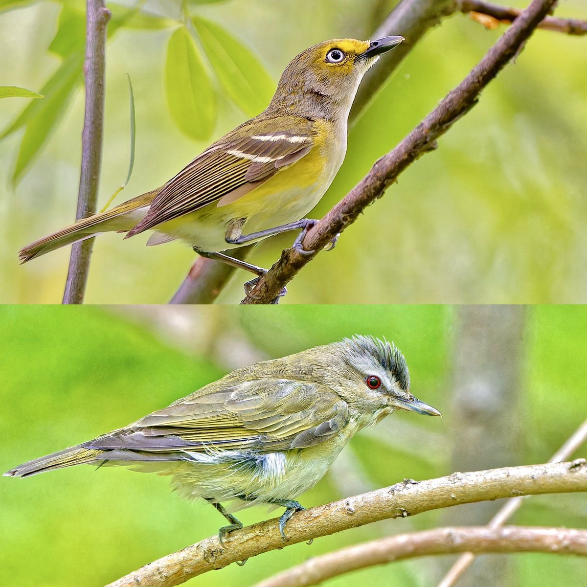 White-eyed vs. Red-eyed Vireo: White-eyed: sharp,snappy song—“chip-a-wheeo-chip!”—often irregular and emphatic.Red-eyed: smooth, steady phrases—“here I am, where are you?”—repeats all day from the canopy. One’s punchy,one’s chatty, both in Central Park during migration. #birdcpp