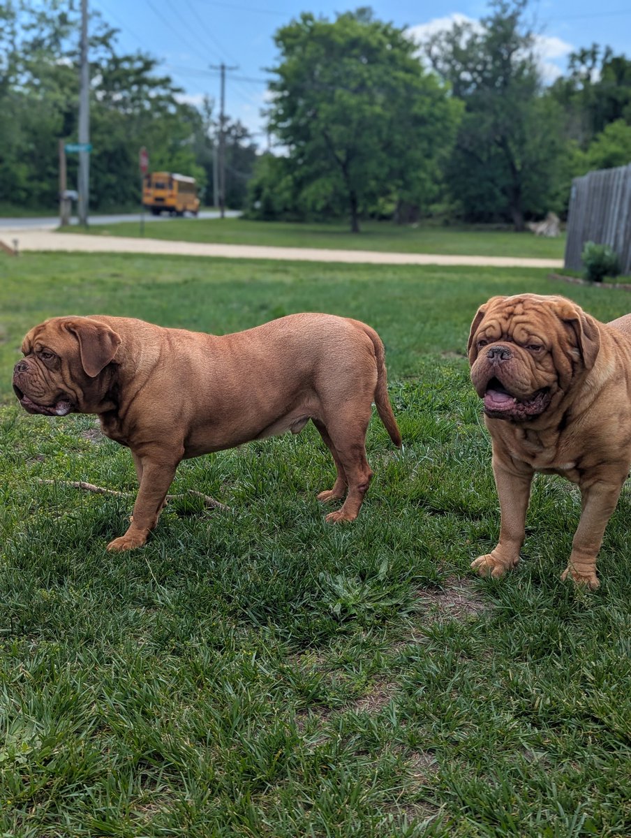 mafia_mastiff's tweet photo. The Mastiff Mafia Bubba and Oscar are watching our neighborhood here in the Pines of Southern Jersey. We make a point to be seen just to let any people with bad intent that if you FA you'll FO π
Have a great evening my friends ππΎπΊπΈπΎ #BroPower π
@SeanSean252 https://t.co/FOC0JKuBCk