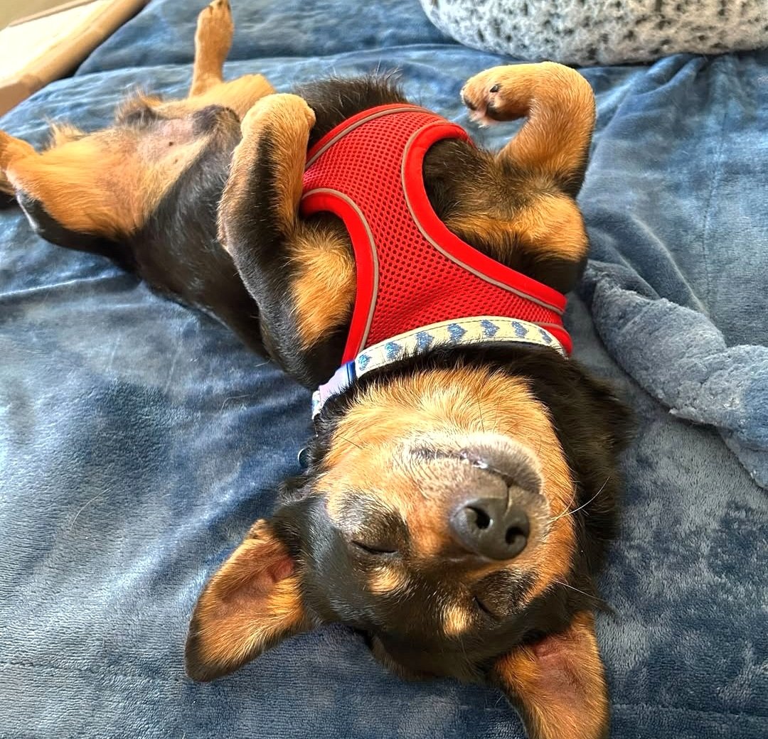 REI, yes that's his name, and he sure knows how to chill after a hike around the neighborhood. 🥾🐾  Meet him at Muttville! muttville.org/mutt/rei-12959
#chillout #hiking #rescuedog