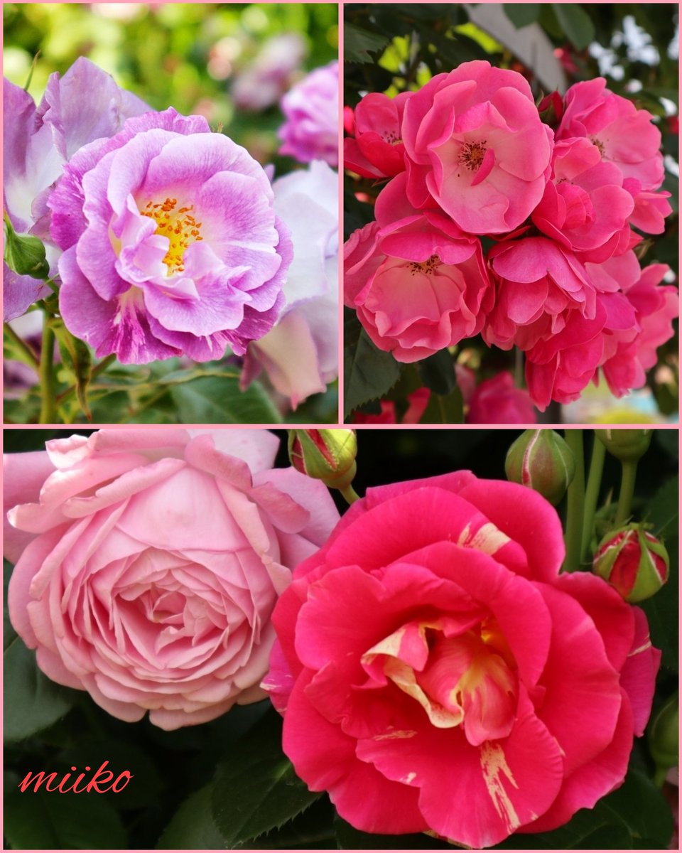 🌸おはようございます🌸

わたしの好きな
#春薔薇
がいっぱい😍💗

今日も笑顔の1日を過ごしてね🍀

🩷🌼ღ¸.✻´`✻.¸¸ღ🌼🩷

#横浜イングリッシュガーデン
#お花の定期便