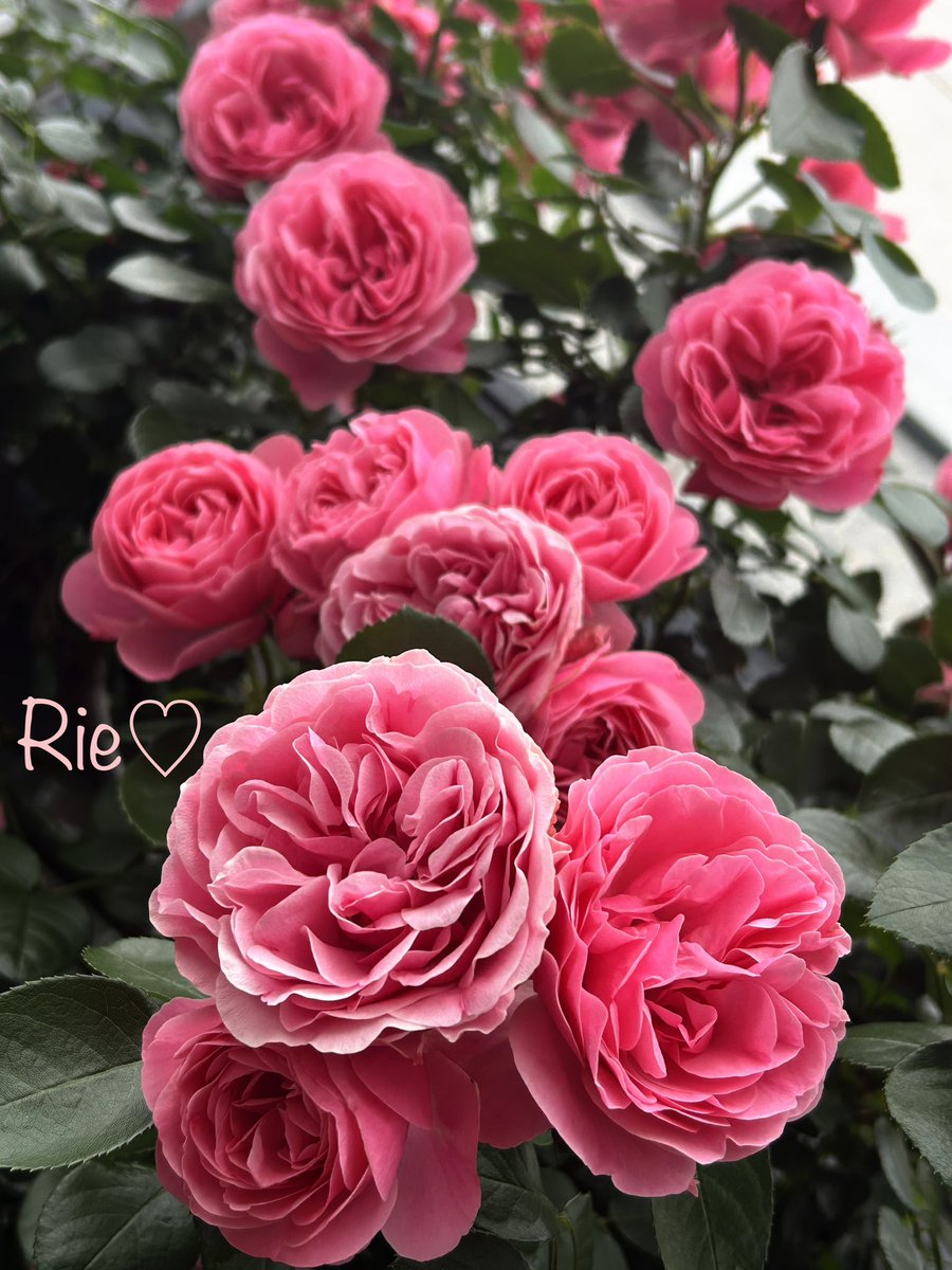 おはようございます🌹*ˊᵕˋ🌹

小さな幸せにいっぱい気付ける
穏やかな1日なりますように🍀

#ピンクの春薔薇💗💗💗