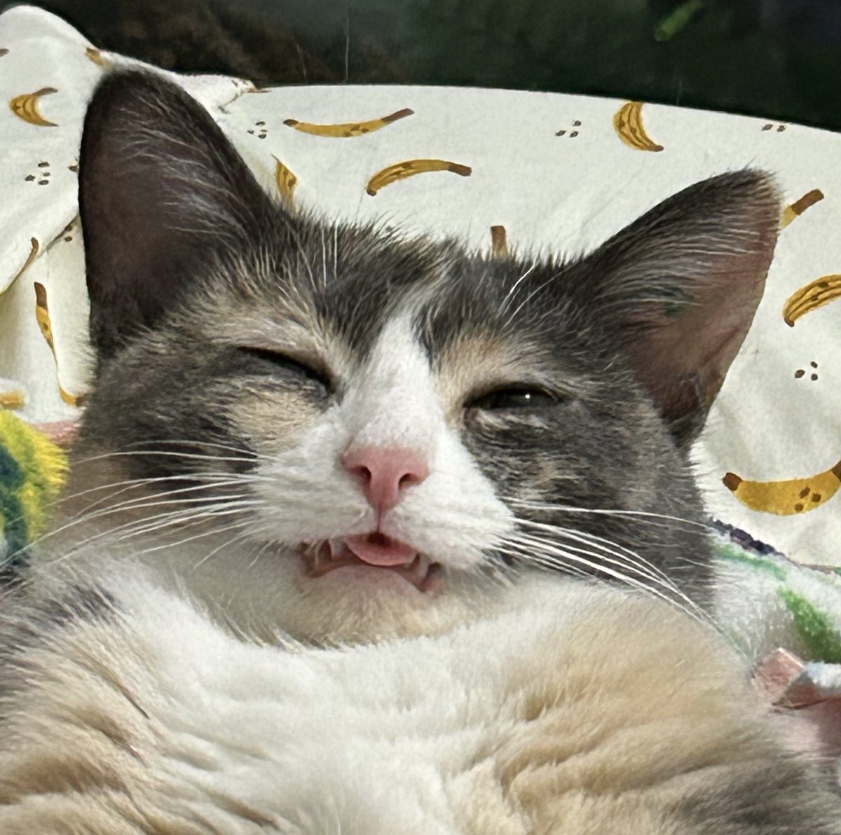 oreoeocat's tweet image. OHHHH MY GOD