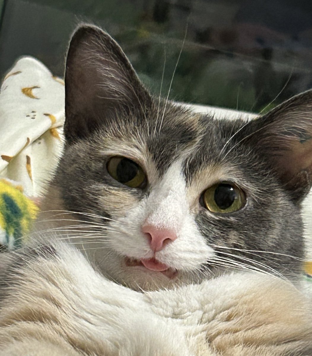 oreoeocat's tweet image. OHHHH MY GOD