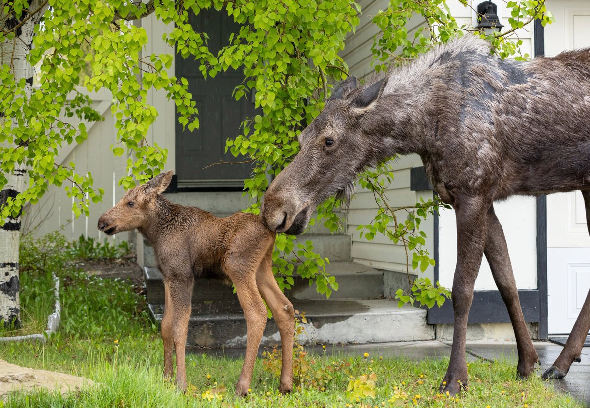 A few shots of yesterday's neighbourhood moose! 🫎📸