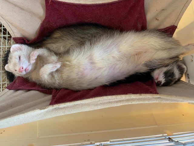 bunnygrasstopic's tweet image. #フェレット
暑くなってくると熱中症の注意喚起があちこちの動物病院から発信されている。動物病院スタッフは本当に恐ろしいことを知っているからです。 小動物に限って言うと診断時にそのほとんどが手遅れという凄惨なもの。
今からエアコン管理は過保護でもなんでもありません。やってあげて下さい。