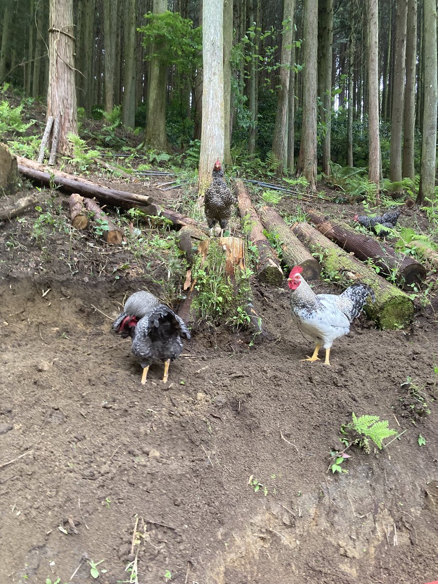 ltd_tocoto's tweet photo. 山を購入してから忙しすぎる〜…けど夢にドンドン近づいてる… 
#家庭養鶏 #自然の日々 #健康第一 https://t.co/i37utYZdbF