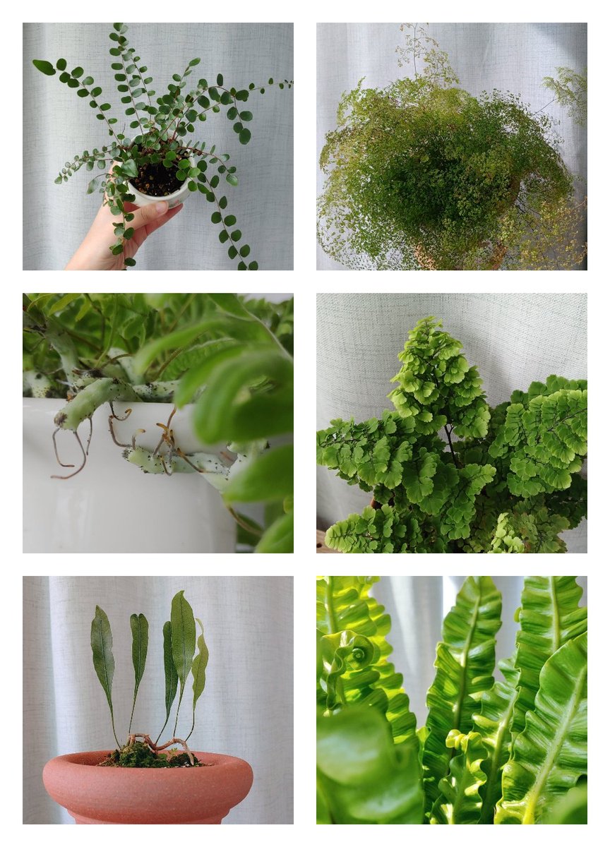 고사리 포자 set 나눔🎁
✔️단추고사리
✔️미스티클라우드
✔️누에발고사리
✔️아디안텀sp
✔️거북등고사리
✔️크리스피웨이브

포자발아는 애정과 기다림이 필요하여 이번 나눔은 팔로워+식계로 제한합니다! 저에게 포자나눔 안받아가셨던 분 우대해요☺️
이 트윗에 손들어주시면 그 중 6분 디엠 드릴게요!