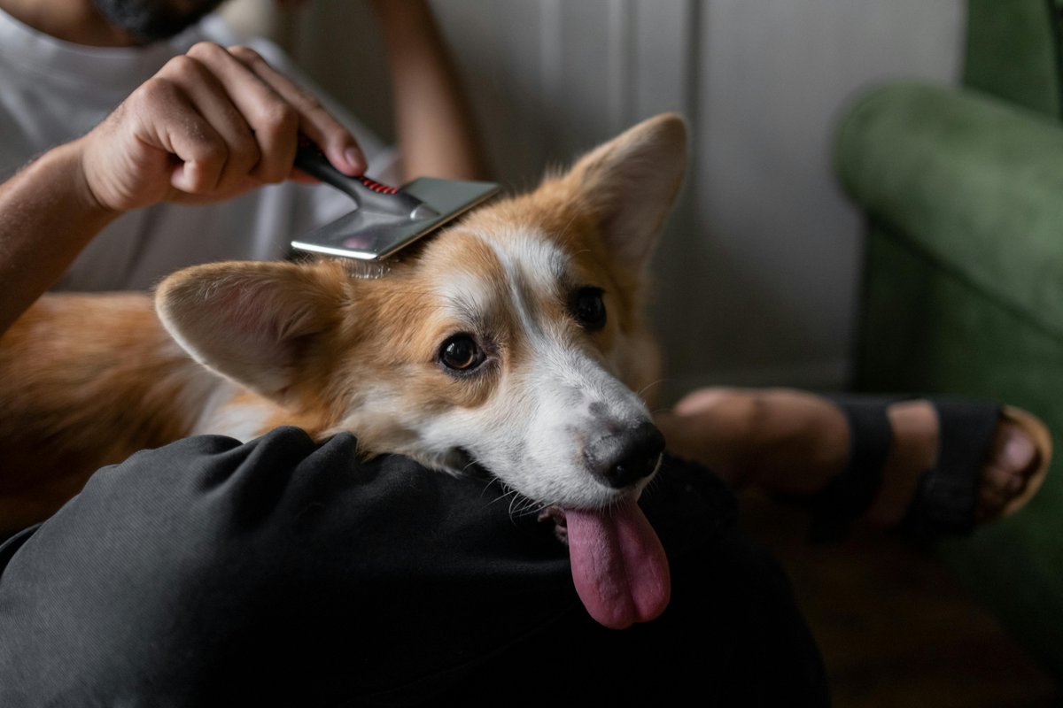 kninepets's tweet image. Because your dog deserves to look great and feel amazing—treat them to top-notch grooming. 🐕💦✂️"

kninepets.com

#DogGrooming #PawfectCare #CleanAndHappy #FurFresh #PamperedPup #DoggieSpaDay #TailWagStyle #FreshGroomed #FluffyFriends #HappyPetLife