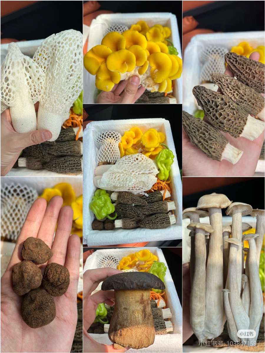 云南的菌子 种类太多啦