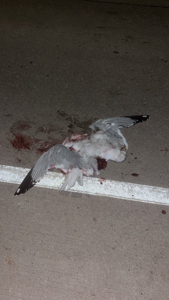 Ader Titsoff tweet media