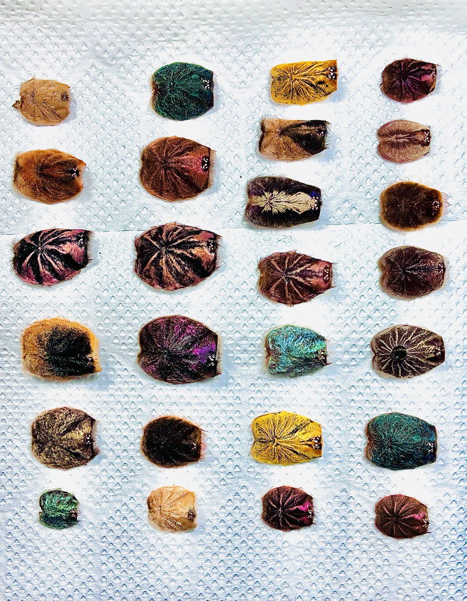 Tarantula's🕷️ back armor, moult shell, collection！