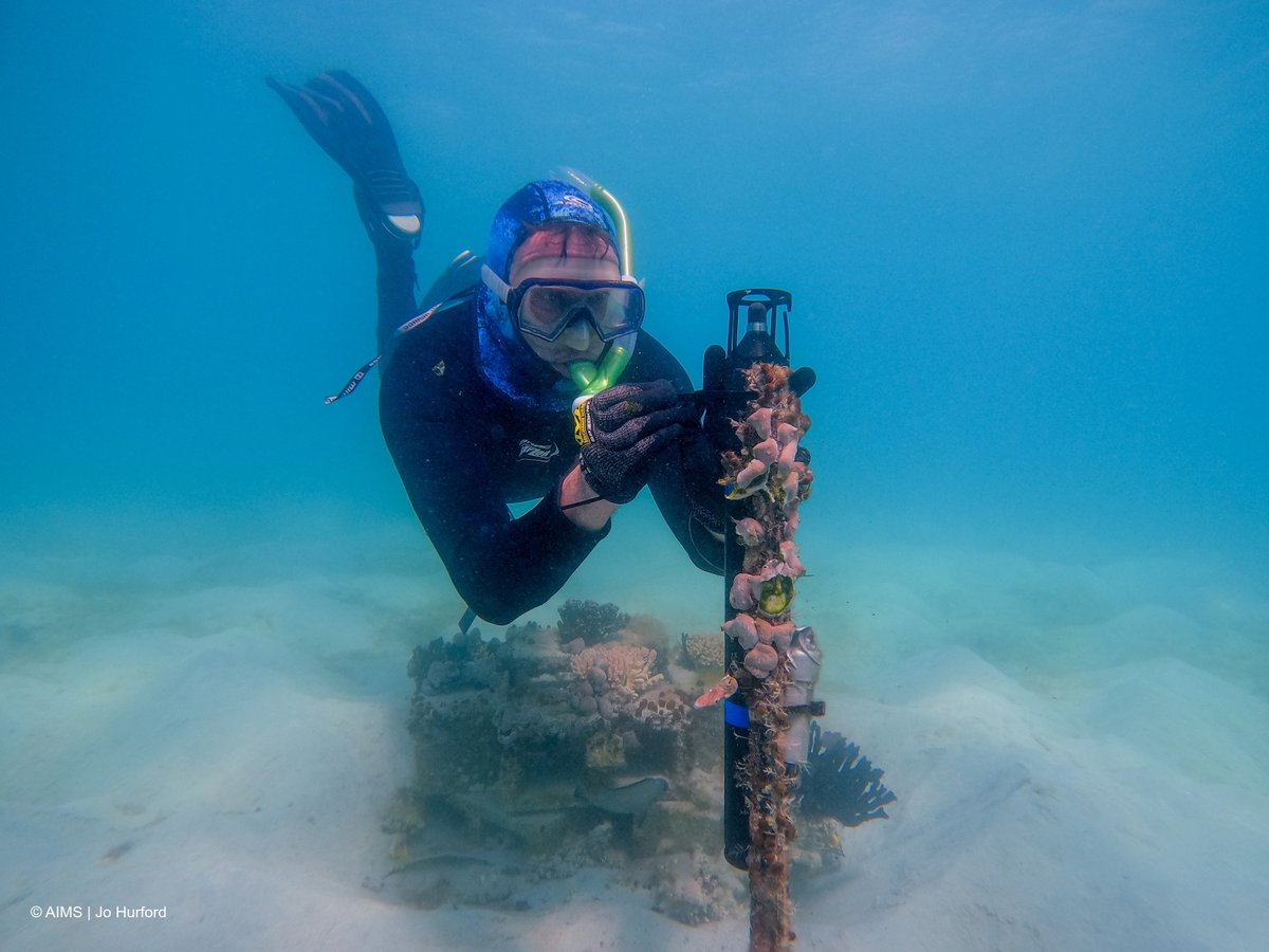 Australian Institute of Marine Science (@aims_gov_au) on Twitter photo 📣 Scientists are enhancing their methods to help them hear the health of the reef more clearly.👂
Read more: bit.ly/43pAeLu
<a href="/bhp/">BHP</a> <a href="/CurtinUni/">Curtin University</a> <a href="/uwanews/">UWA</a> <a href="/BristolUni/">University of Bristol</a> <a href="/UniofExeter/">University of Exeter</a> #ACRRI Doñana Biological Station Uni. of Costa Rica 📣 Scientists are enhancing their methods to help them hear the health of the reef more clearly.👂
Read more: bit.ly/43pAeLu
<a href="/bhp/">BHP</a> <a href="/CurtinUni/">Curtin University</a> <a href="/uwanews/">UWA</a> <a href="/BristolUni/">University of Bristol</a> <a href="/UniofExeter/">University of Exeter</a> #ACRRI Doñana Biological Station Uni. of Costa Rica