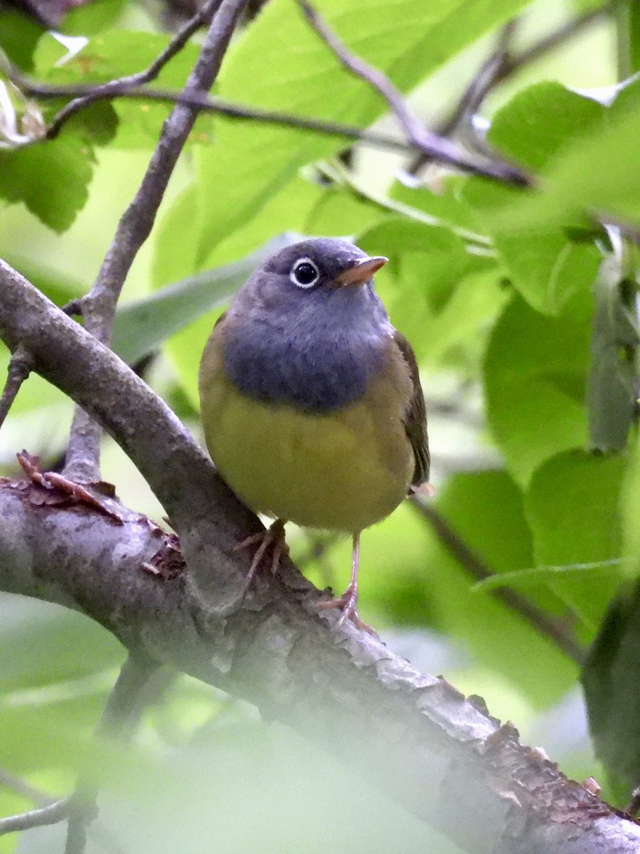 Eric Auer Lee (@ericauerlee) on Twitter photo bird no. 200! Connecticut warbler! bird no. 200! Connecticut warbler!